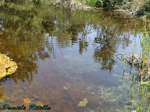 Qualche Pelophylax sp.! (prov. Caserta)